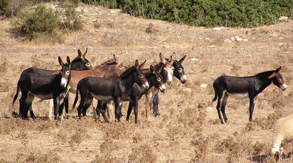 Karpaz Turu